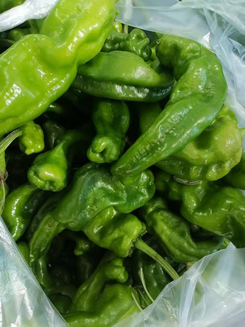 江苏精品薄皮椒大量上市万亩基地承接食堂电商市场商超