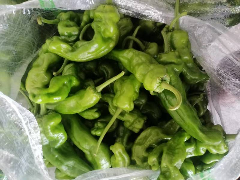 江苏精品薄皮椒大量上市万亩基地承接食堂电商市场商超