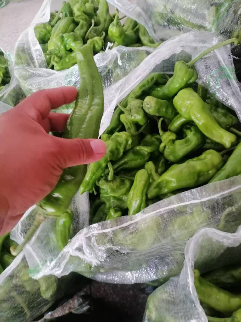 江苏精品薄皮椒大量上市万亩基地承接食堂电商市场商超
