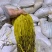 腌制雪里红腌制雪菜新鲜上市量大从优欢迎来电咨询