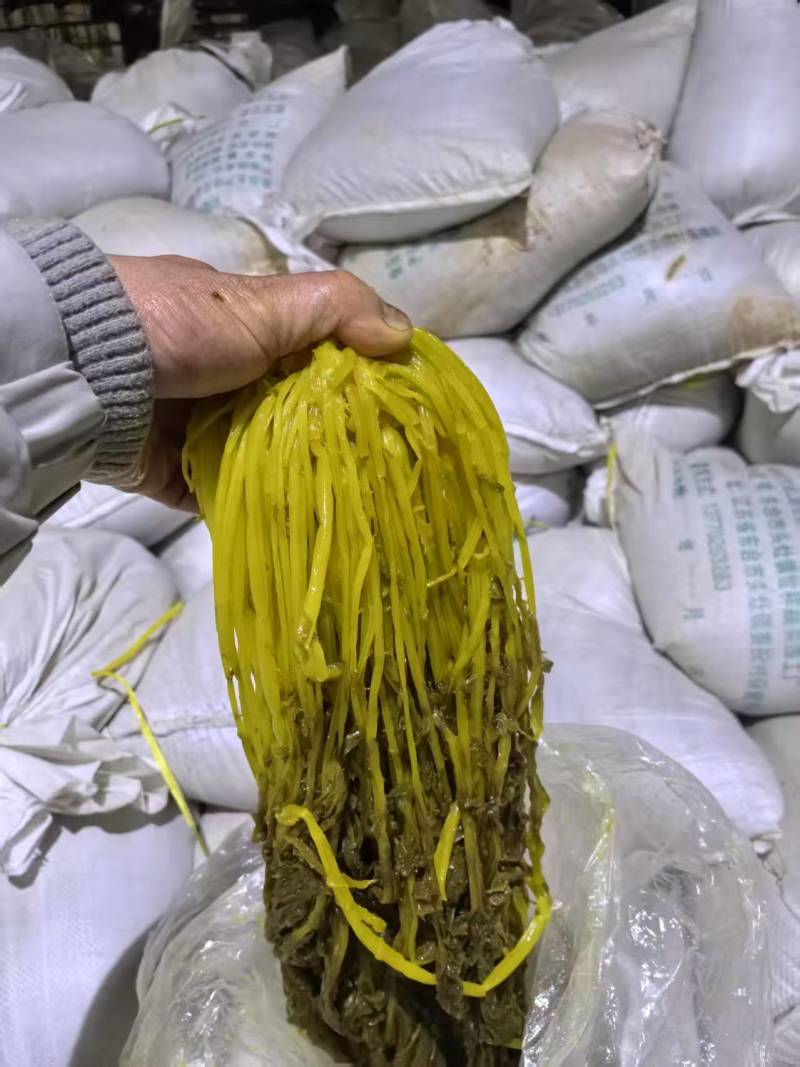 腌制雪里红腌制雪菜新鲜上市量大从优欢迎来电咨询
