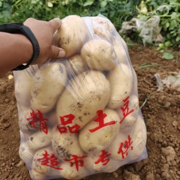 湖北襄阳产地直发沃土五号土豆一手货源新鲜上市