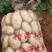 湖北襄阳产地直发沃土五号土豆一手货源新鲜上市