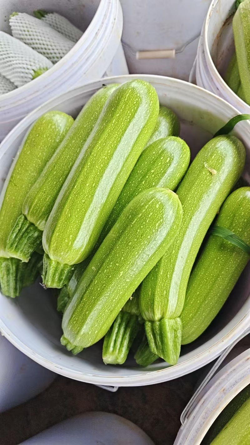 精品绿皮西葫芦新鲜上市味道好品质保证欢迎来电咨询