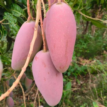 贵妃芒果四川芒果，大量现货供应，保质保量，对接市场批发商