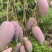 贵妃芒果四川芒果，大量现货供应，保质保量，对接市场批发商