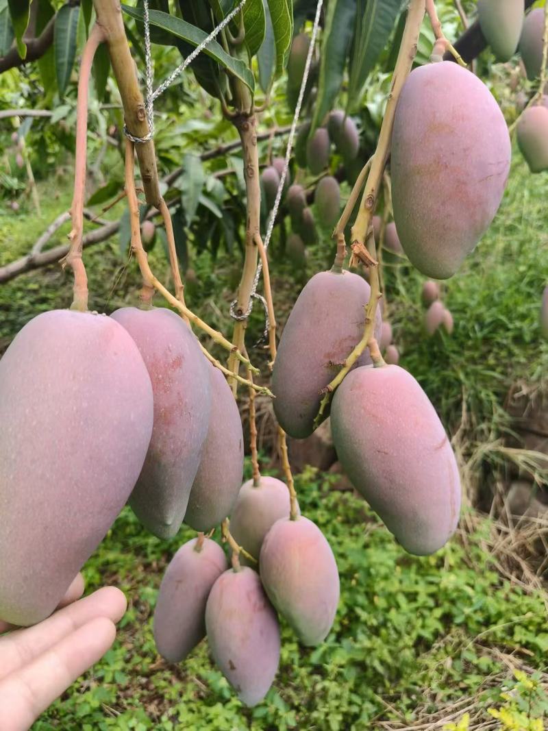 贵妃芒果四川芒果，大量现货供应，保质保量，对接市场批发商