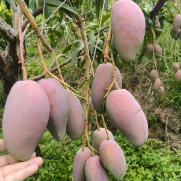 四川芒果、贵妃芒果、精品芒果、香甜多汁、量大从优，可议价