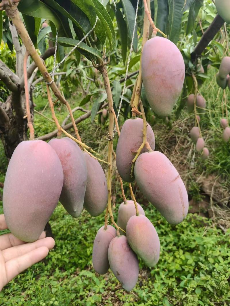 四川芒果、贵妃芒果、精品芒果、香甜多汁、量大从优，可议价