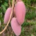 四川芒果、贵妃芒果、精品芒果、香甜多汁、量大从优，可议价
