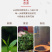 武夷岩茶素心兰名丛大红袍茶叶正岩手工茶兰花香型肉桂水仙马