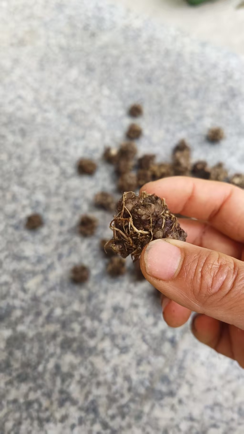 自家种植猫爪草批发块根饱满紧实、爪形完整，无硫熏***