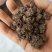 猫爪草产地直发精品猫爪草爪形完整一条龙服务对接全国