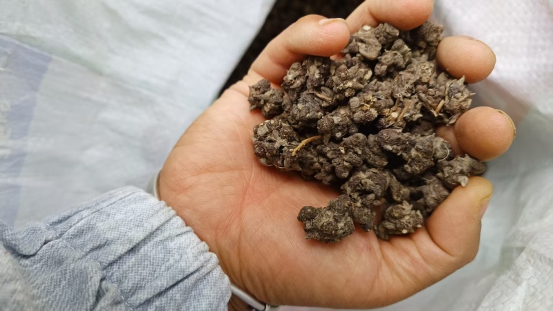 猫爪草产地直发精品猫爪草爪形完整一条龙服务对接全国