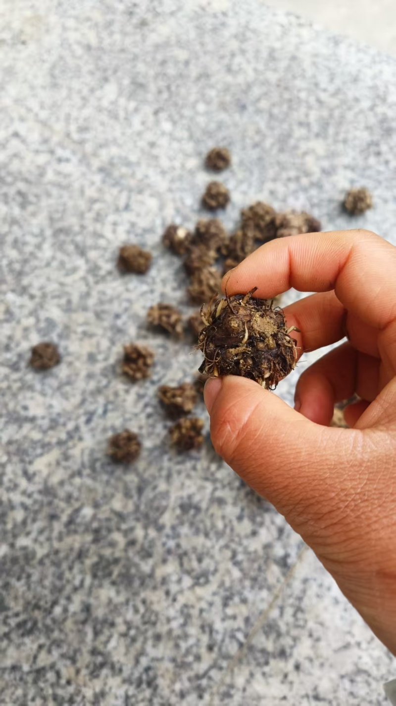 猫爪草产地直发精品猫爪草爪形完整一条龙服务对接全国