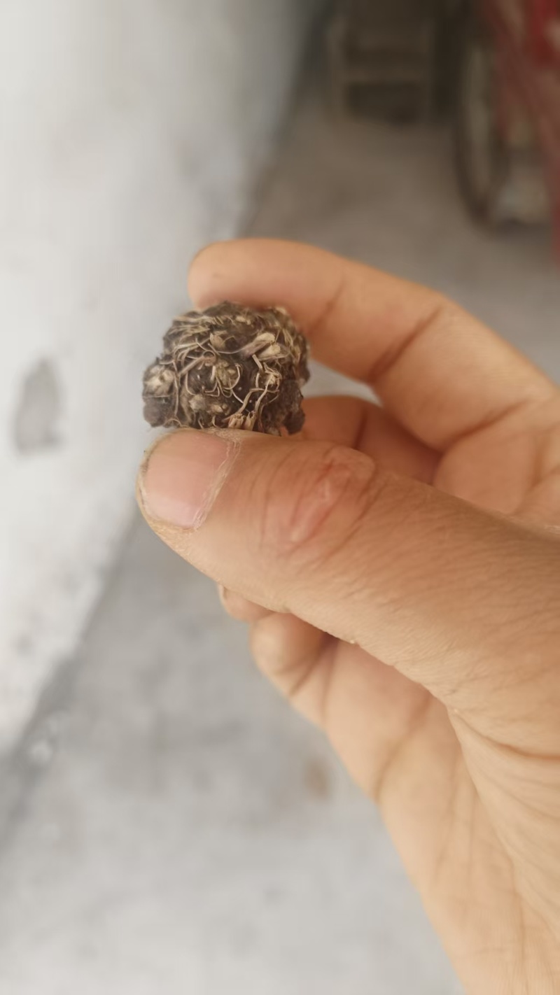 猫爪草产地直发精品猫爪草爪形完整一条龙服务对接全国