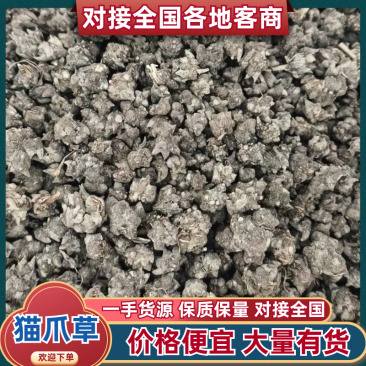 自家种植猫爪草批发块根饱满紧实、爪形完整，无硫熏***