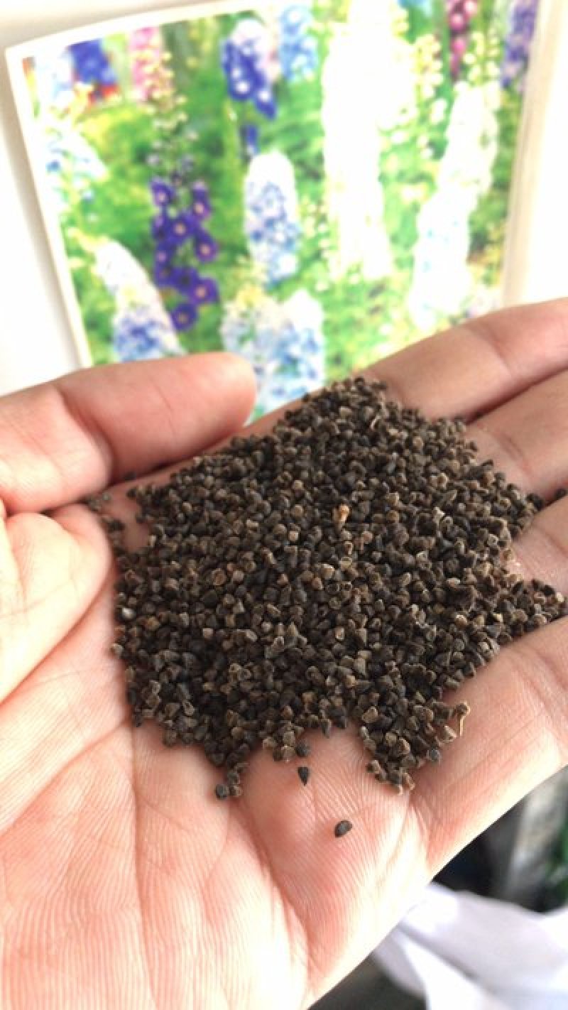 飞燕草种子