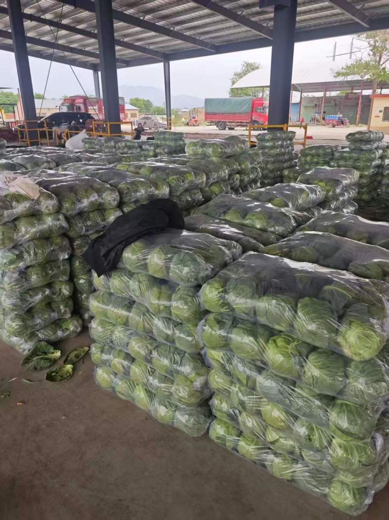 陕西咸阳精品甘蓝圆包菜量大价优价格实惠欢迎联系