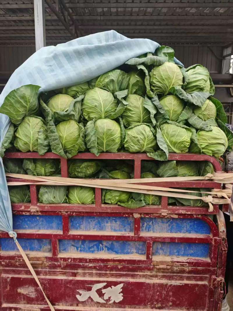 陕西咸阳精品甘蓝圆包菜量大价优价格实惠欢迎联系