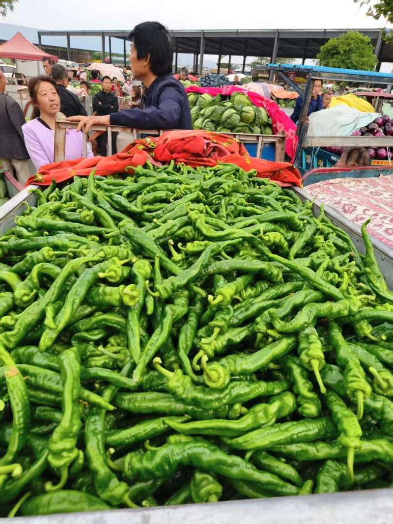陕西精品螺丝椒/价格便宜市场大量有货欢迎联系