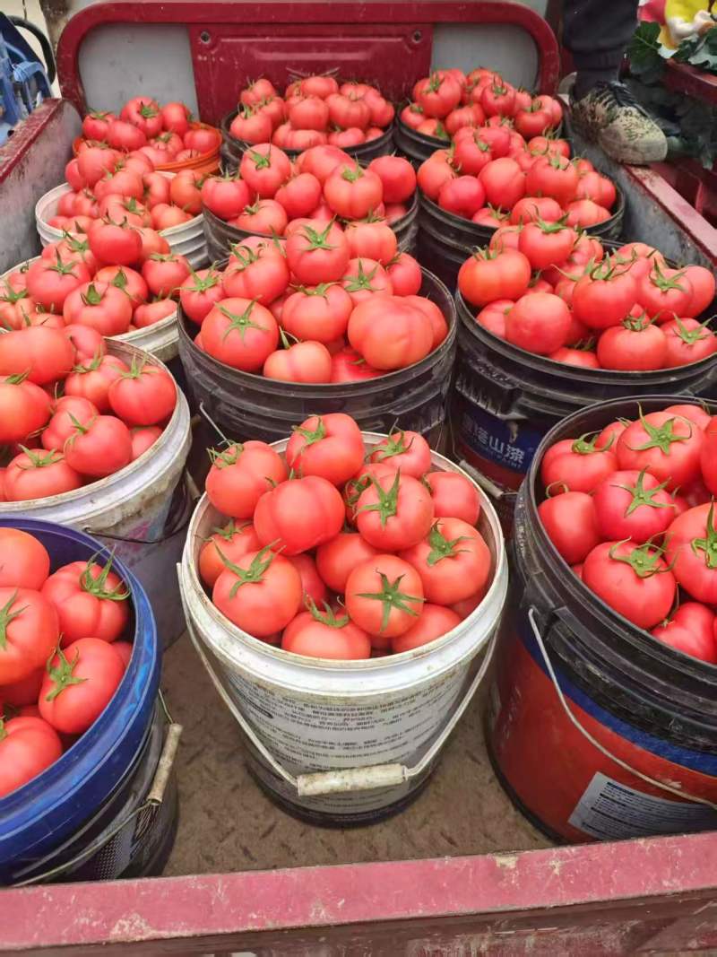 陕西精品西红柿草莓西红柿产地直发量大从优货源充足