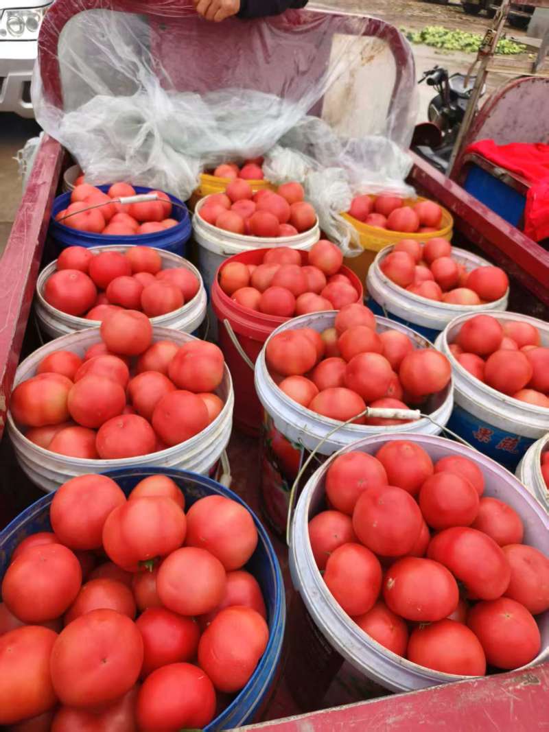 陕西精品西红柿草莓西红柿产地直发量大从优货源充足