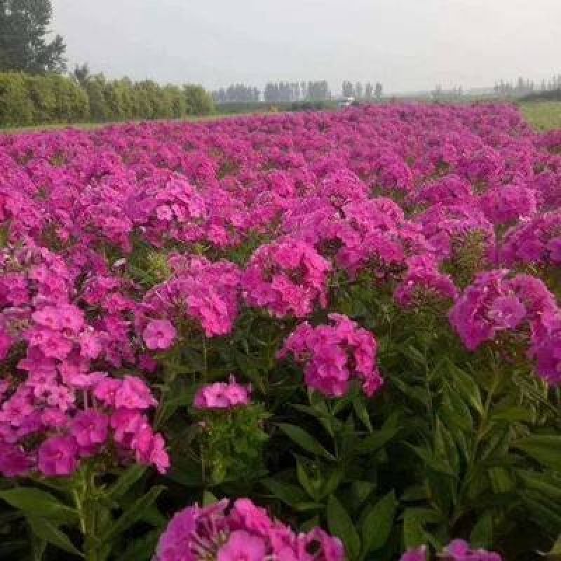 福禄考种子福禄考种籽种子四季播种开花养活室内室外阳台花卉