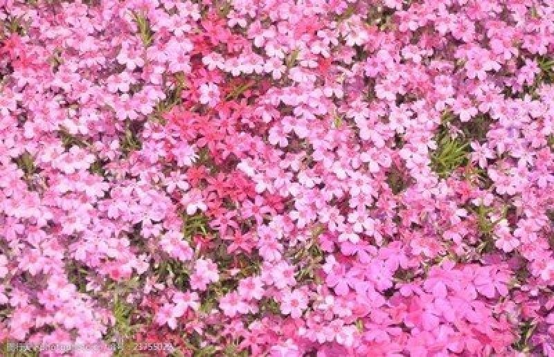 福禄考种子福禄考种籽种子四季播种开花养活室内室外阳台花卉