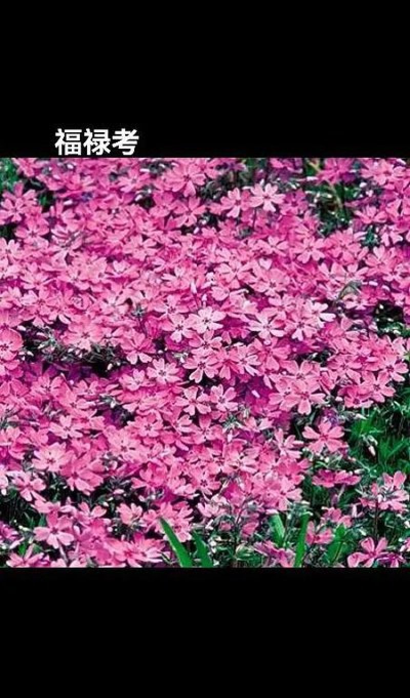 福禄考种子福禄考种籽种子四季播种开花养活室内室外阳台花卉