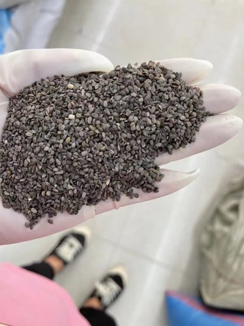 福禄考种子福禄考种籽种子四季播种开花养活室内室外阳台花卉