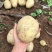 河南精品黄皮黄心土豆大量上市，沃土5号质量保证，产地直发