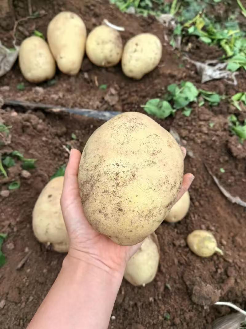 河南精品黄皮黄心土豆大量上市，沃土5号质量保证，产地直发