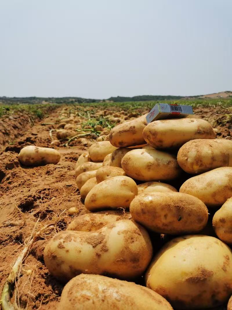 河南精品黄皮黄心土豆大量上市，沃土5号质量保证，产地直发