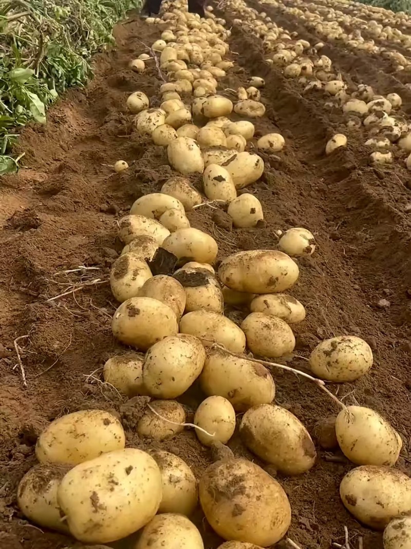 河南精品黄皮黄心土豆大量上市，沃土5号质量保证，产地直发