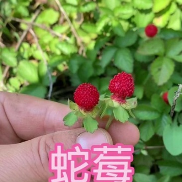 蛇莓种子
