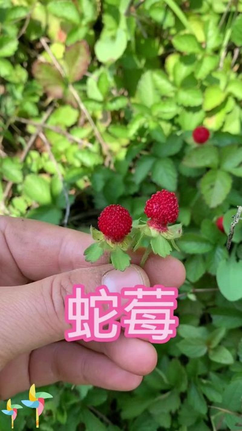 蛇莓种子