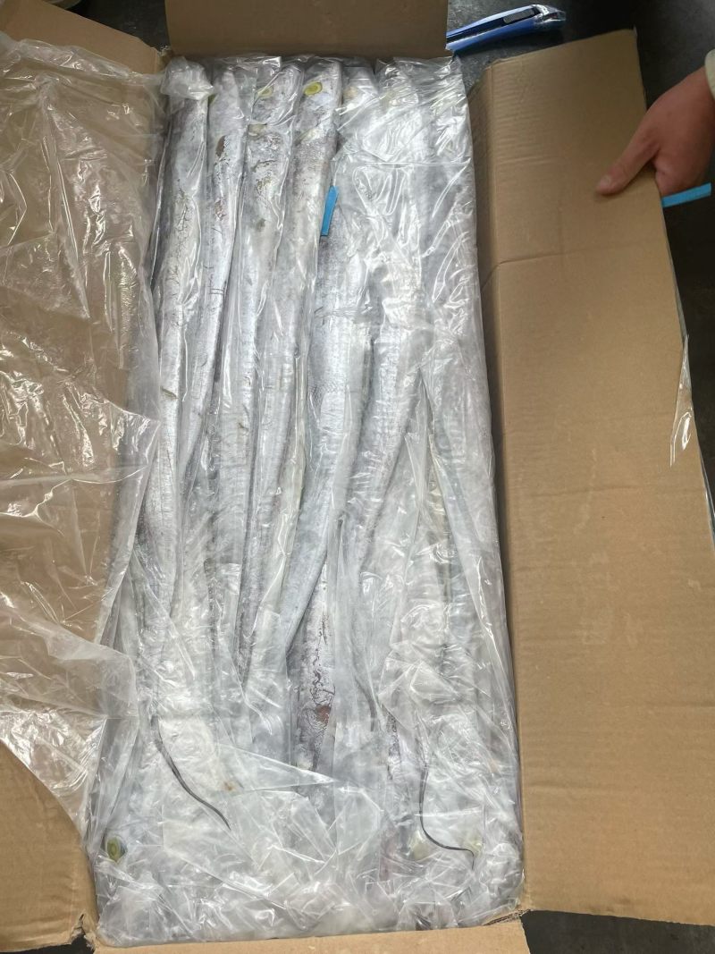 印度带鱼新鲜上市冷冻肉质鲜美量大优惠欢迎来电咨询