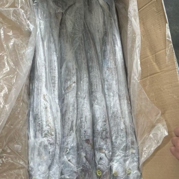 印度带鱼新鲜上市冷冻肉质鲜美量大优惠欢迎来电咨询