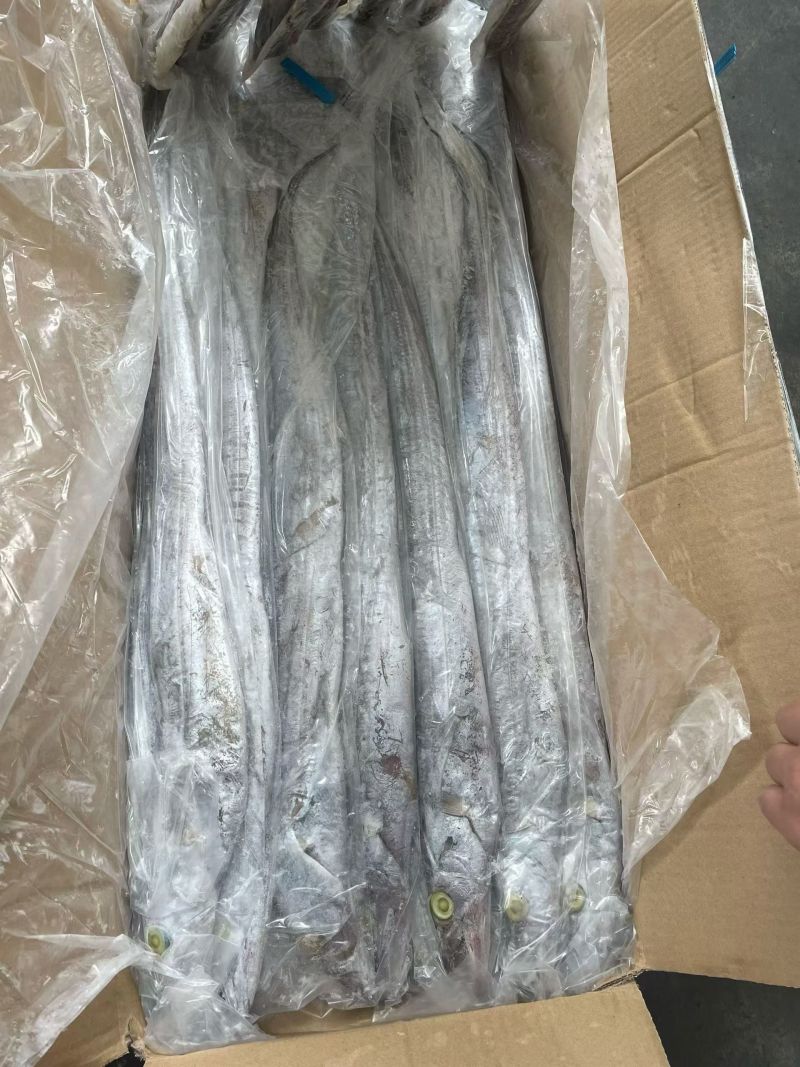 印度带鱼新鲜上市冷冻肉质鲜美量大优惠欢迎来电咨询