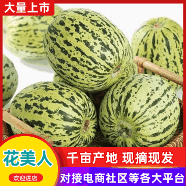 内黄花美人甜瓜温棚精品现摘产地直供代办发货