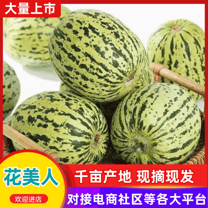 内黄花美人甜瓜温棚精品现摘产地直供代办发货
