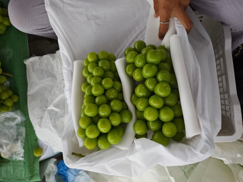 山西精品葡萄阳光玫瑰量大从优产地直发货源充足