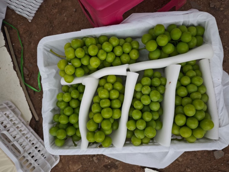 山西精品葡萄阳光玫瑰量大从优产地直发货源充足