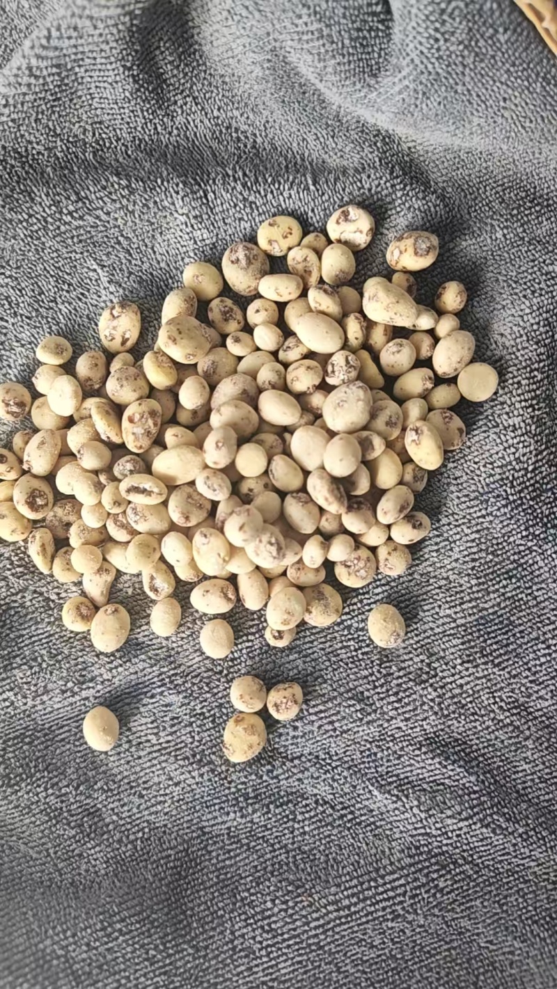油莎豆，对接全国客商，批发，量大可议价，欢迎联系
