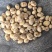 油莎豆，对接全国客商，批发，量大可议价，欢迎联系