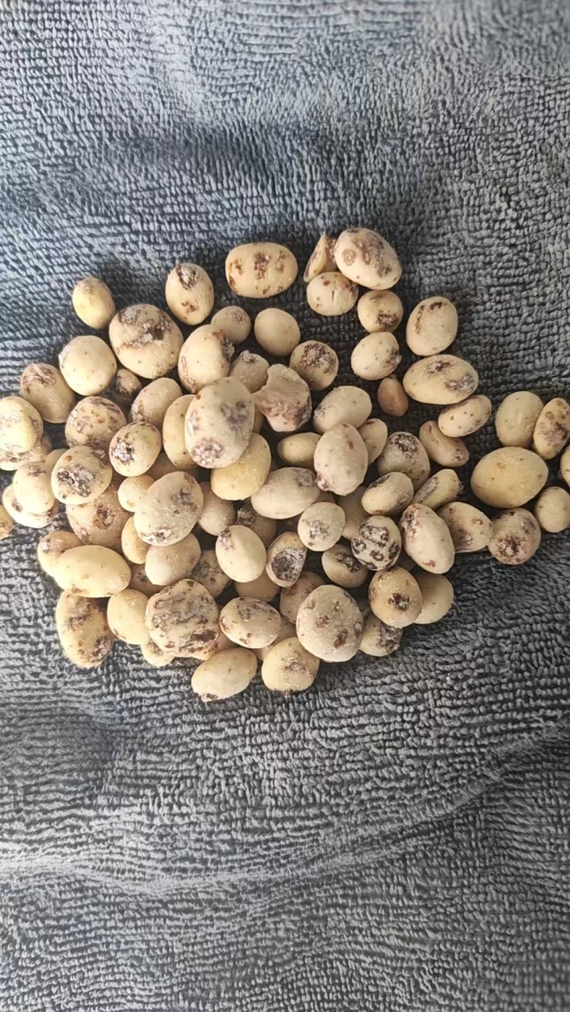 油莎豆，对接全国客商，批发，量大可议价，欢迎联系