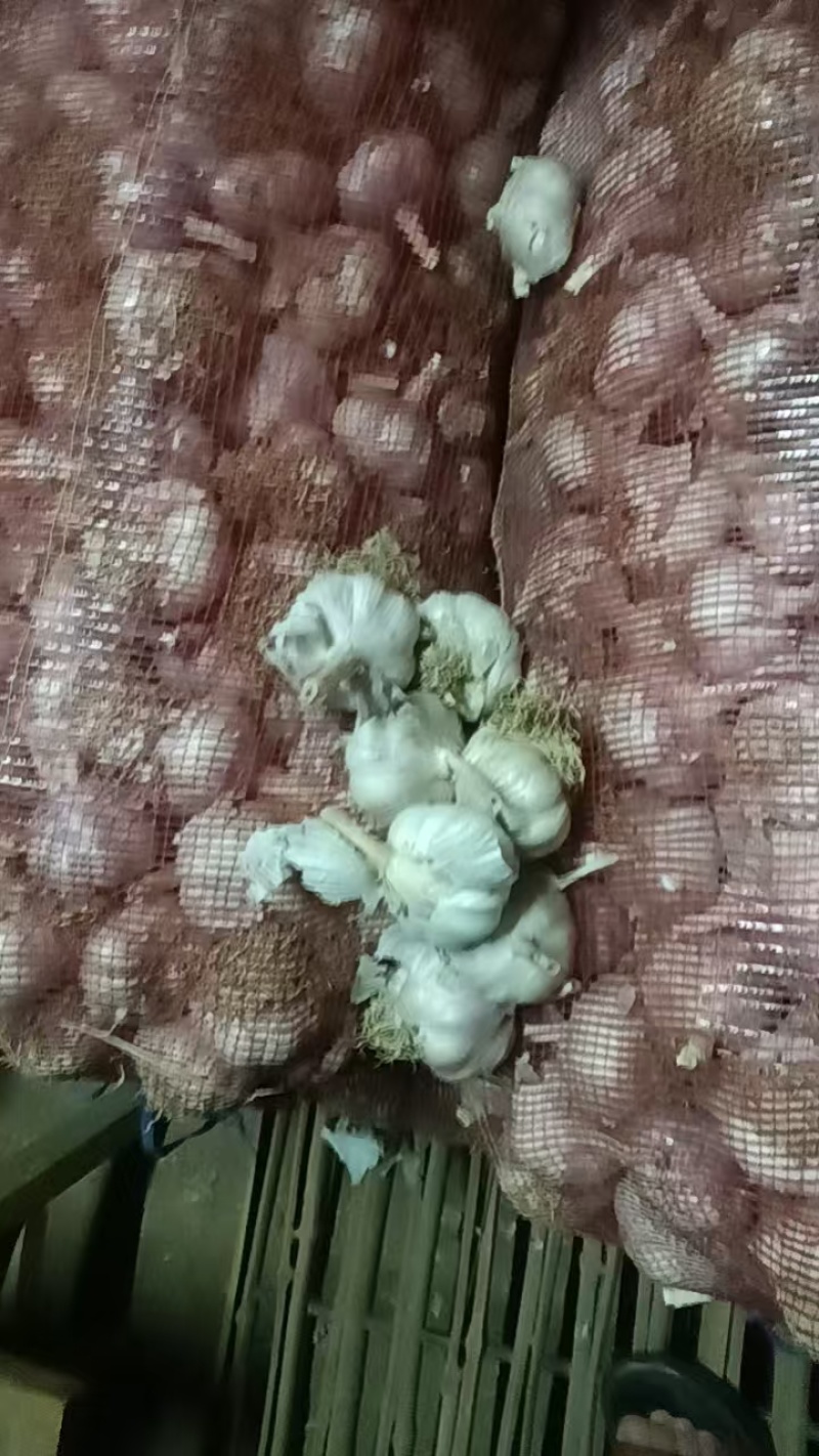 威县大蒜品质保证，欢迎广大客商前来采购！