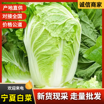 （义和秋白菜）黄心白菜/产地货源/保质保量/全国供应批发