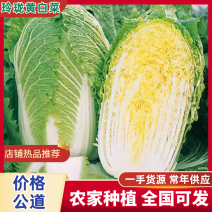 （玲珑黄白菜）黄心白菜/宁夏白菜/新货上市/欢迎来电